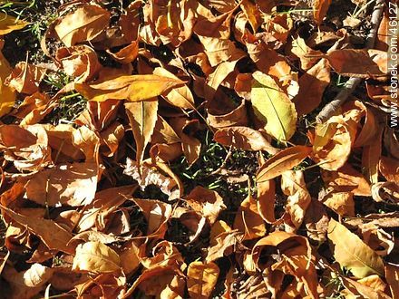 Autumn leaves - Flora - MORE IMAGES. Photo #46127