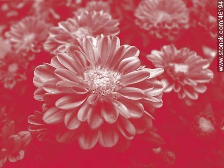 Chrysanthemum - Flora - MORE IMAGES. Photo #46194