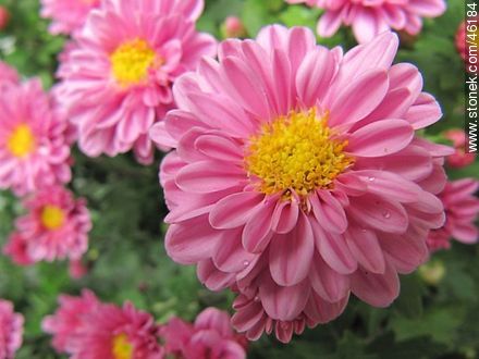 Pink chrysanthemum - Flora - MORE IMAGES. Photo #46184