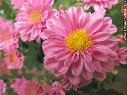 Pink chrysanthemum - Flora - MORE IMAGES. Photo #46187