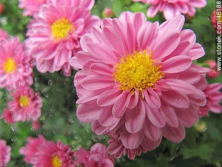 Pink chrysanthemum - Flora - MORE IMAGES. Photo #46188