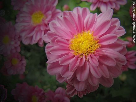 Pink chrysanthemum - Flora - MORE IMAGES. Photo #46190