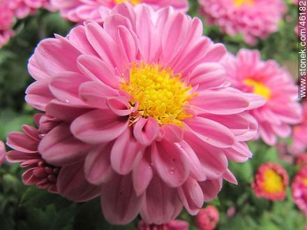 Pink chrysanthemum - Flora - MORE IMAGES. Photo #46182
