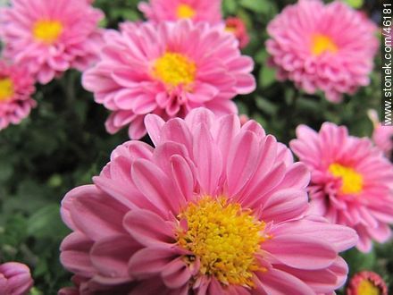 Pink chrysanthemum - Flora - MORE IMAGES. Photo #46181