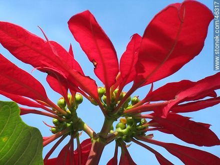 Hojas rojas de la estrella federal - Flora - IMÁGENES VARIAS. Foto No. 46317