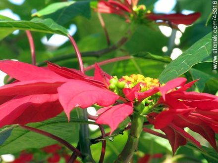 Hojas rojas de la estrella federal - Flora - IMÁGENES VARIAS. Foto No. 46316