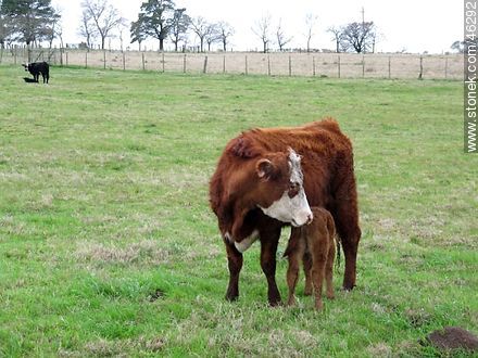 Vaca amamantando a su ternero -  - URUGUAY. Foto No. 46292