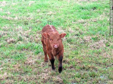 Hereford calf -  - URUGUAY. Photo #46291