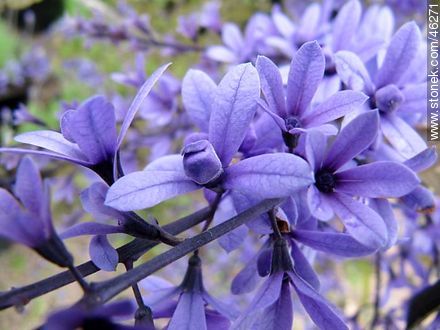 Petrea volubilis - Flora - MORE IMAGES. Photo #46271