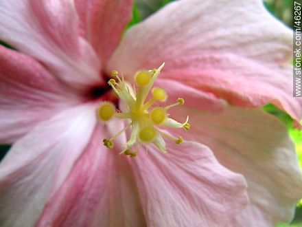 Hibisco doble rosado - Flora - IMÁGENES VARIAS. Foto No. 46267