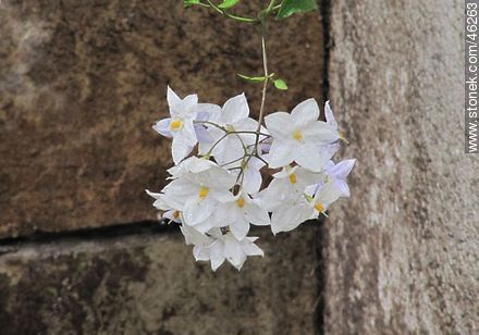 solanum jasminoides - Flora - MORE IMAGES. Photo #46263