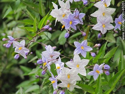 solanum jasminoides - Flora - MORE IMAGES. Photo #46261