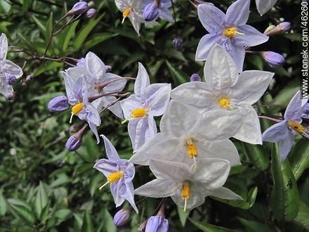 solanum jasminoides - Flora - MORE IMAGES. Photo #46260