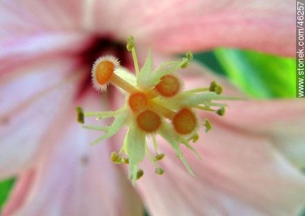 Estambre y pistilos de un hibisco doble rosado - Flora - IMÁGENES VARIAS. Foto No. 46257