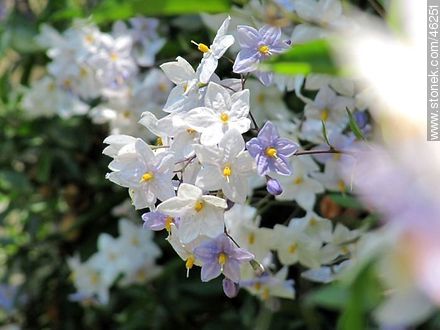 Solanum jasminoides - Flora - MORE IMAGES. Photo #46251