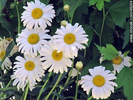 Daisies - Flora - MORE IMAGES. Photo #46249