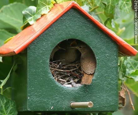 House Wren feeding their chicks - Fauna - MORE IMAGES. Photo #46342