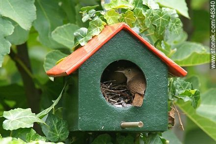 House Wren feeding their chicks - Fauna - MORE IMAGES. Photo #46340