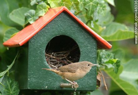 House Wren's nest - Fauna - MORE IMAGES. Photo #46336