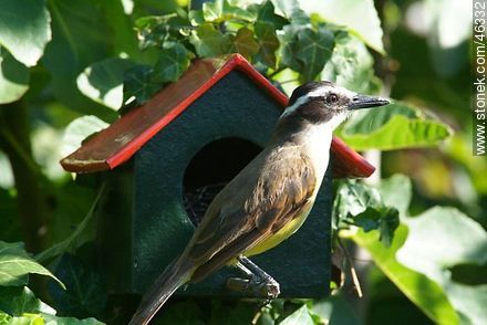 Great Kiskadee lurking in a House Wren's nest - Fauna - MORE IMAGES. Photo #46332
