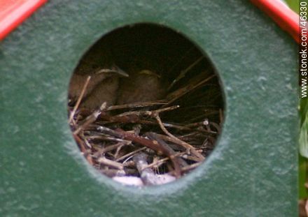 Pichones de ratona o ratonera prontos para abandonar el nido - Fauna - IMÁGENES VARIAS. Foto No. 46330