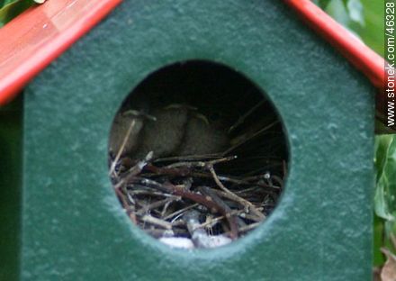 Pichones de ratona o ratonera prontos para abandonar el nido - Fauna - IMÁGENES VARIAS. Foto No. 46328