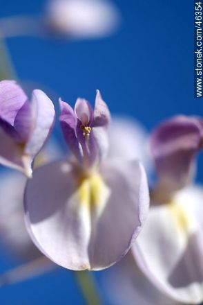 Flor de la glicina. Wisteria Floribunda. - Flora - IMÁGENES VARIAS. Foto No. 46354