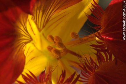 Tropaeolum maja - Flora - MORE IMAGES. Photo #46357