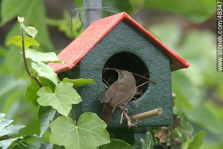 House Wren building its nest - Fauna - MORE IMAGES. Photo #46347