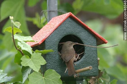 House Wren building its nest - Fauna - MORE IMAGES. Photo #46346
