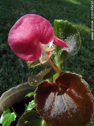 Flor de azúcar - Flora - IMÁGENES VARIAS. Foto No. 46430