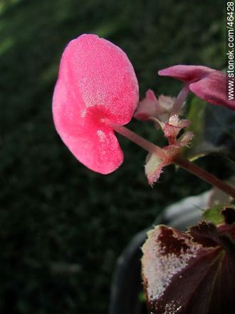 Flor de azúcar - Flora - IMÁGENES VARIAS. Foto No. 46428