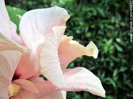 Hibisco doble rosado - Flora - IMÁGENES VARIAS. Foto No. 46422