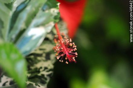Pistilo de hibisco rojo - Flora - IMÁGENES VARIAS. Foto No. 46442