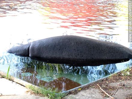 Lomo de hipopótamo - Departamento de Montevideo - URUGUAY. Foto No. 46537