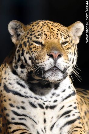 Jaguar - Department of Montevideo - URUGUAY. Photo #46644