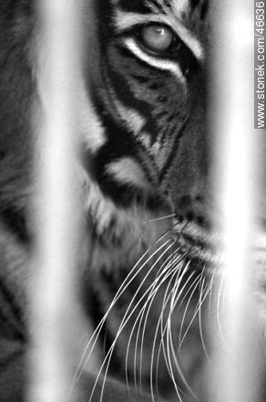 Caged tiger - Department of Montevideo - URUGUAY. Photo #46636