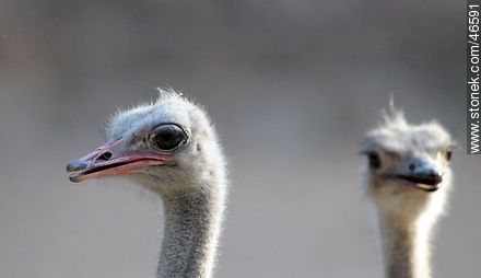 Ostriches - Department of Montevideo - URUGUAY. Photo #46591
