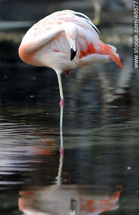 Flamingo - Department of Montevideo - URUGUAY. Photo #46577