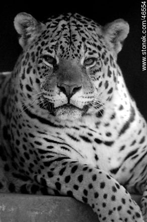 Jaguar -  - IMÁGENES VARIAS. Foto No. 46554