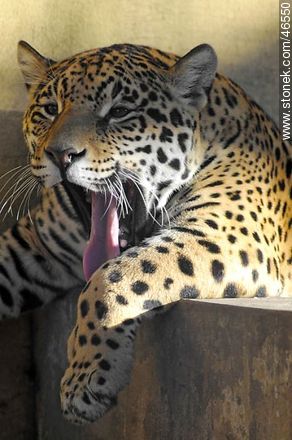 Jaguar - Fauna - MORE IMAGES. Photo #46550
