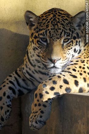 Jaguar - Fauna - MORE IMAGES. Photo #46547