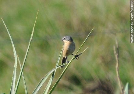 Long-tailed Reed-Finch - Fauna - MORE IMAGES. Photo #56036