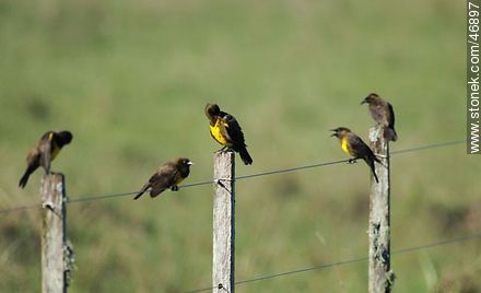 Brown - and - Yellow Marshbirds - Department of Rocha - URUGUAY. Photo #46897