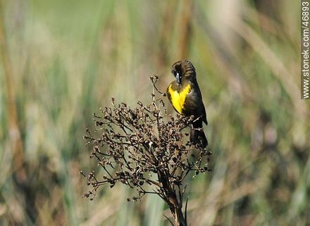 Brown - and - Yellow Marshbird - Department of Rocha - URUGUAY. Photo #46893