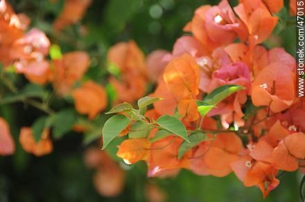 Santa Rita anaranjada - Flora - IMÁGENES VARIAS. Foto No. 47015