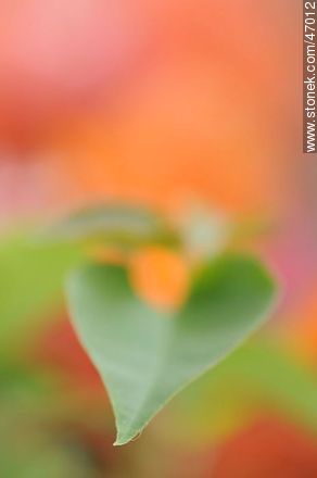 Orange bougainvillea - Flora - MORE IMAGES. Photo #47012