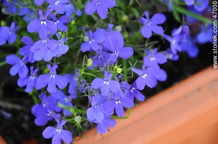 Lobelia azul - Flora - IMÁGENES VARIAS. Foto No. 47000