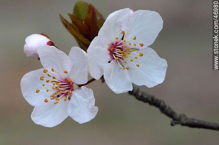 Flor de ciruelo - Flora - IMÁGENES VARIAS. Foto No. 46980