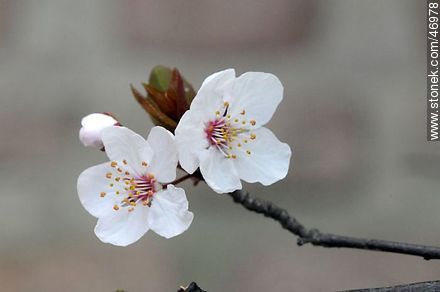 Flor de ciruelo - Flora - IMÁGENES VARIAS. Foto No. 46978